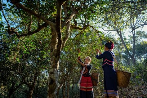 开屏新闻-普洱这片古茶林，创造3个世界之最