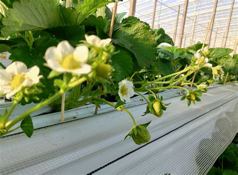 草莓无土栽培模式与营养供给_无土栽培技术_寿光市九合农业发展有限公司