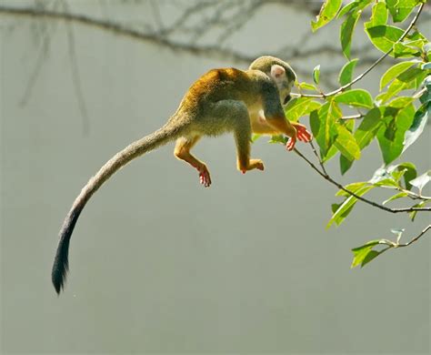 松鼠猴-中关村在线摄影论坛