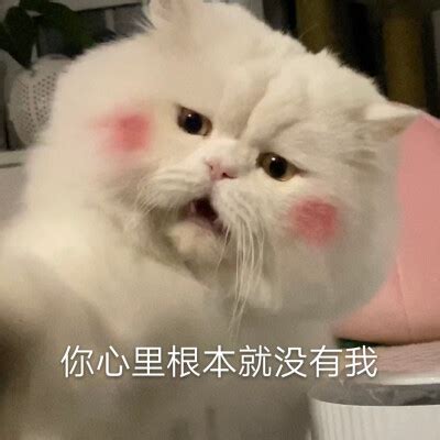球球是只猫图片
