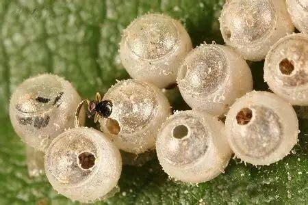 【中国科学报】中科院华南植物园等发现稀有寄生蜂新种--广州分院