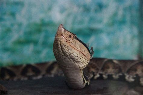 世界上最奇异的蛇，排名第一的蛇你绝对没见过！_藤蛇