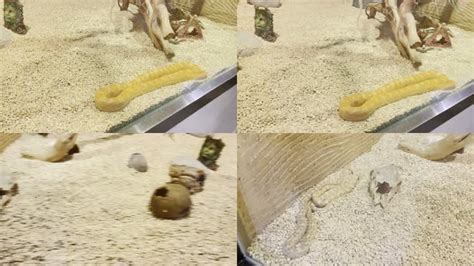 爬虫爬行动物馆里的黄金蟒丛林蟒蟒蛇 (5视频素材,生物医疗视频素材下载,高清3840X2160视频素材下载,凌点视频素材网,编号:574494