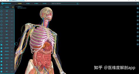 人体体表、人体骨骼与内脏关系模型 - 上海驿佳教学设备有限公司