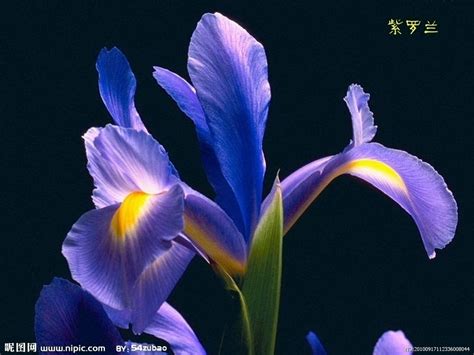 非洲紫罗兰图片_盆景的非洲紫罗兰图片大全 - 花卉网 花卉网 - 花卉网，花儿成长的地方
