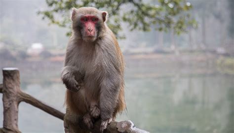 属猴人几月出生是富贵命 生肖属猴的人生在几月命最好 - 万年历