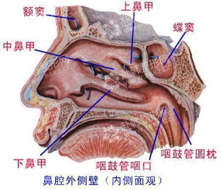 鼻子的解剖和生理作用,鼻部整形-8682赴韩整形网