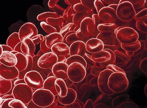 平均红细胞血红蛋白浓度偏高是什么意思_语音科普_杏林普康