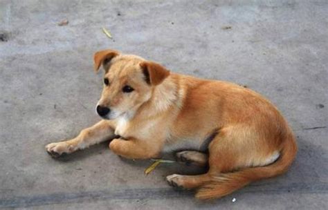 广东潮汕地区的五红犬，是中华田园犬（俗称土狗）中的高级品种。一般的中华田园犬在幼犬的时候都是身体胖墩圆乎，非常可爱，但终... - 雪球