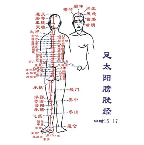 膀胱经经络图图片
