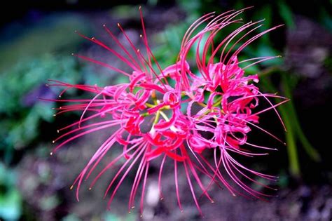 奇异花图片