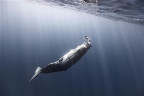 鲸鱼是巡游还是洄游-百度经验