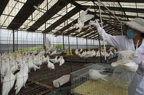 做好肉鸽饲养与管理重要性_种鸽-肉鸽-天成鸽业养殖基地