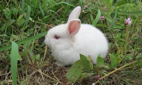 小兔子的资料和介绍（兔子的特点和本领）-优优宠物网
