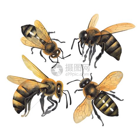 蜜蜂的特点是什么，蜜蜂生活特征