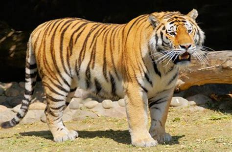 老虎的天敌是什么动物 动物之王也是有弱点的_探秘志