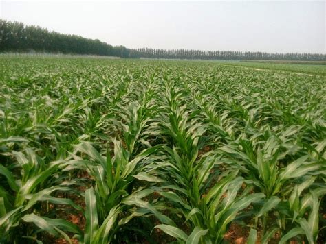【农业种植】中国玉米种植分布是怎样？_面积
