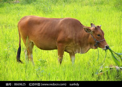 比利时现巨型公牛，浑身大块肌肉随步伐颤动_天下_新闻中心_长江网_cjn.cn