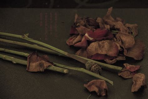 陈奕迅【红玫瑰】|摄影|产品摄影|Vampire_Cece - 原创作品 - 站酷 (ZCOOL)