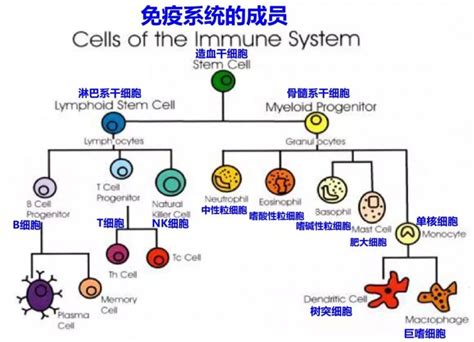 DC细胞与免疫系统不得不说的关系-南京福麦斯生物技术有限公司