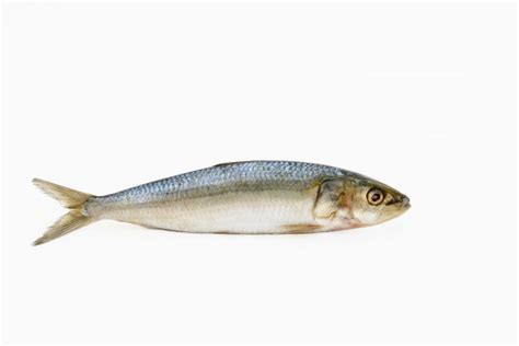 沙丁鱼是一种在鱼贩中很容易找到的鱼高清图片下载-正版图片506579537-摄图网