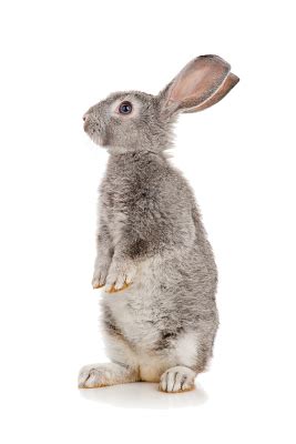 灰色的兔子 摄影图__野生动物_生物世界_摄影图库_昵图网nipic.com