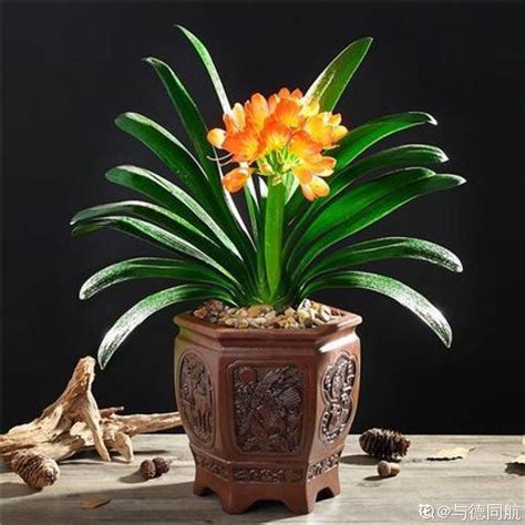 中国十大名花之一 漂亮的君子兰（图） 园林资讯