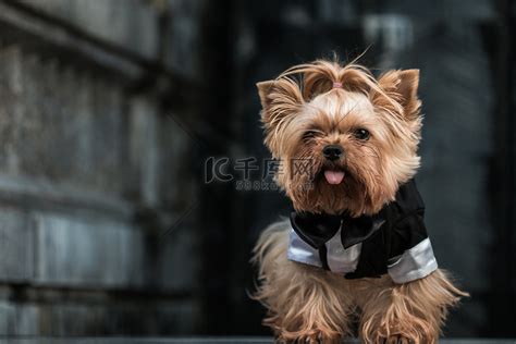 绅士狗图片
