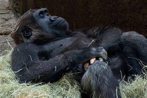 动物园大猩猩竟然长出了和人类一样的手指，引起网友热议 - 360 ...