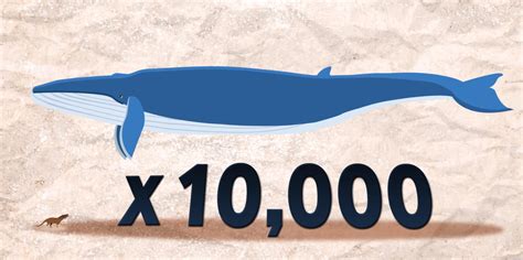 蓝鲸是世界上最大的动物，那么它有天敌么？看完长知识了|爆笑|热门|经典_新浪新闻
