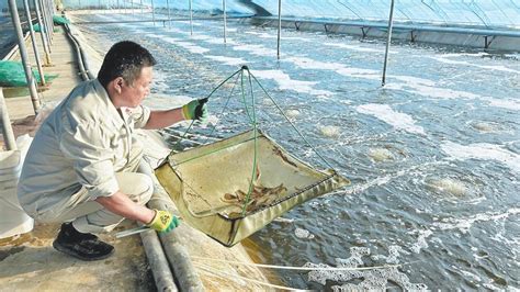 定边盐湖南美白对虾成功上市 填补了西北地区工厂化养殖的市场空白