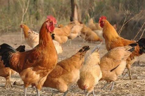 农村散养鸡1000只需投资多少，养鸡成本与利润的计算 - 新三农