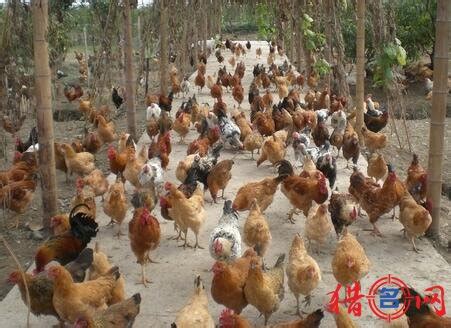怎么养鸡-散养鸡的养殖方法-土鸡养殖技术 - 畜小牧养殖网