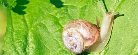 蜗牛长什么样_物种对比生长环境分布范围主要种类主要价值 - 工作号