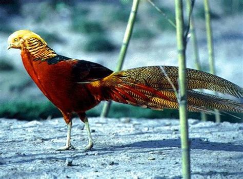 调整后的《国家重点保护野生动物名录》正式公布 | 保护知识 | 资讯中心 - 东营市观鸟协会