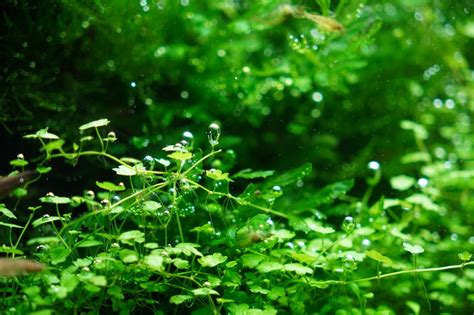 非主流水草头像