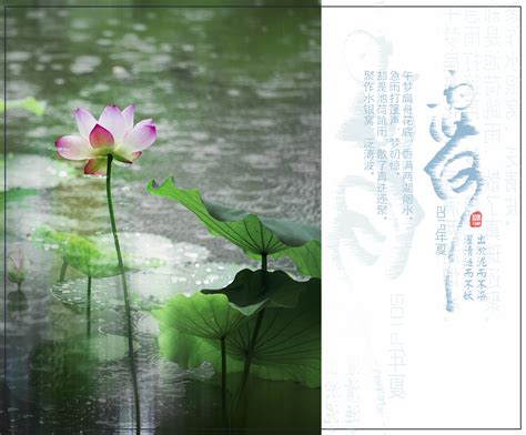 雨荷图片