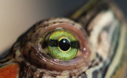 如何区别小巴西龟正常眼睑和白眼病