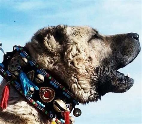 【图】世界十大最凶猛的狗狗排行榜：中国藏獒排名第一 - 宠物