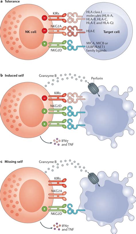 NK细胞图鉴 - 知乎