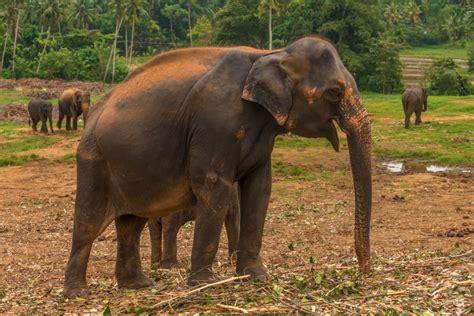 大象群图片-世界上最大的圈养大象群素材-高清图片-摄影照片-寻图免费打包下载