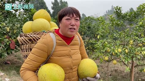 “柚”惑难挡！8000亩永平红柚熟了 欢迎你到垫江采摘观光_凤凰网视频_凤凰网