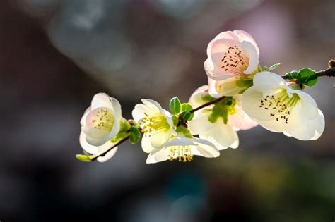 四季海棠图片_四季海棠的花朵图片大全 - 花卉网