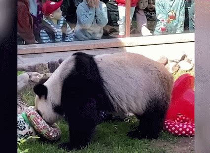 中国驻俄大使张汉晖到莫斯科动物园看望中俄友谊“使者”大熊猫“丁丁”和“如意”-新闻中心-温州网