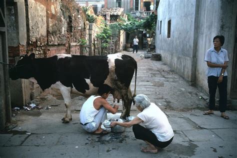 高清老照片：80年代的中国，那时的商贩直接牵着奶牛进城卖牛奶|奶牛|牛奶|年代_新浪新闻