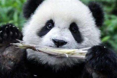 大熊猫的英国生活：玩得好吃得香_视频中国_中国网