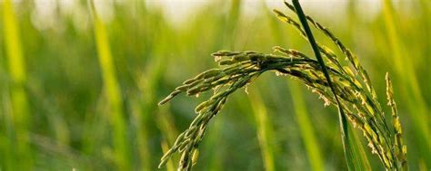 《中新网》中国科学家研究揭示水稻早熟高产新机制----“遗传发育”电子期刊