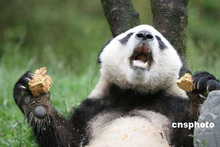 大熊猫的窝,大熊猫怎么筑巢,大熊猫为什么吃窝窝头_大山谷图库