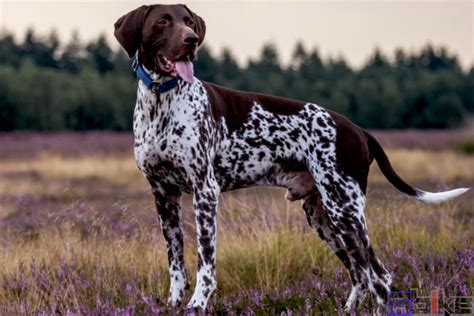 世界十大最好的狩猎犬 法老王猎犬上榜，第三也可作为伴侣犬(3)_排行榜123网