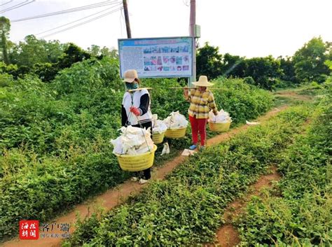 儋州木棠镇：打造热带特色高效农业品牌 树上“蜂蜜水”拓宽乡村振兴路